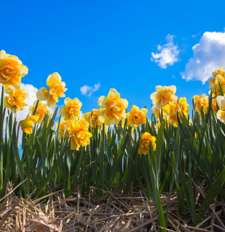 Hope Springs in Song
